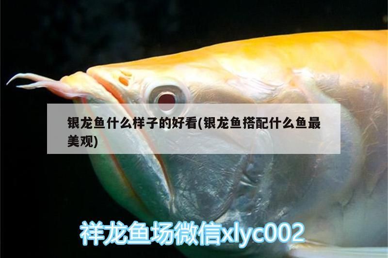 銀龍魚什么樣子的好看(銀龍魚搭配什么魚最美觀)