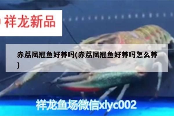 龍魚品種排名榜，最受歡迎的龍魚種類及飼養指南