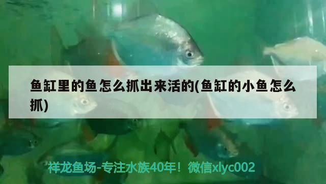 龍魚飼養中需要注意哪些水質問題，關于龍魚飼養的幾大問題 龍魚飼養中需要注意哪些水質問題，關于龍魚飼養的幾大問題 龍魚百科 第1張