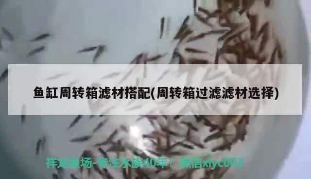 魚缸周轉箱濾材搭配(周轉箱過濾濾材選擇)