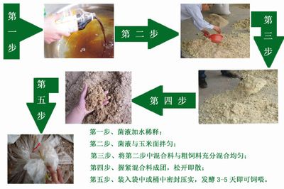 龍魚趴缸之謎，為何人一靠近就浮上來？