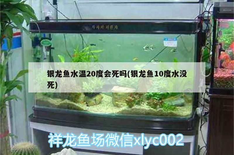 魚缸過濾器選購指南:自制魚缸過濾器魚缸上置過濾器對于養魚愛好者的必備知識 銀龍魚水溫20度會死嗎(銀龍魚10度水沒死) 銀龍魚百科 銀龍魚水溫20度會死嗎(銀龍魚10度水沒死) 銀龍魚水溫20度會死嗎(銀龍魚10度水沒死) 銀龍魚百科