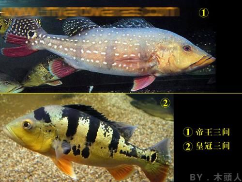 龍魚趴缸底最忌三種東西，水質、壓力與疾病的警示信號