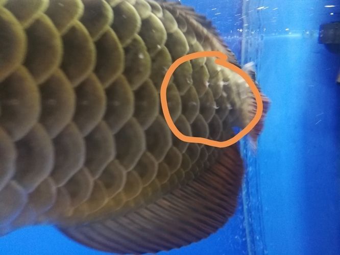 紅龍魚箭蟲vs祥龍魚場(chǎng)：紅龍魚箭蟲vs祥龍魚場(chǎng)價(jià)格祥龍魚場(chǎng)品種介紹