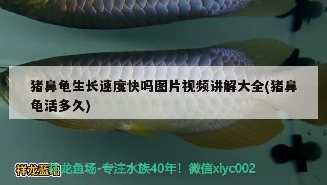 豬鼻龜生長速度快嗎圖片視頻講解大全(豬鼻龜活多久) 豬鼻龜生長速度快嗎圖片視頻講解大全(豬鼻龜活多久) 豬鼻龜百科