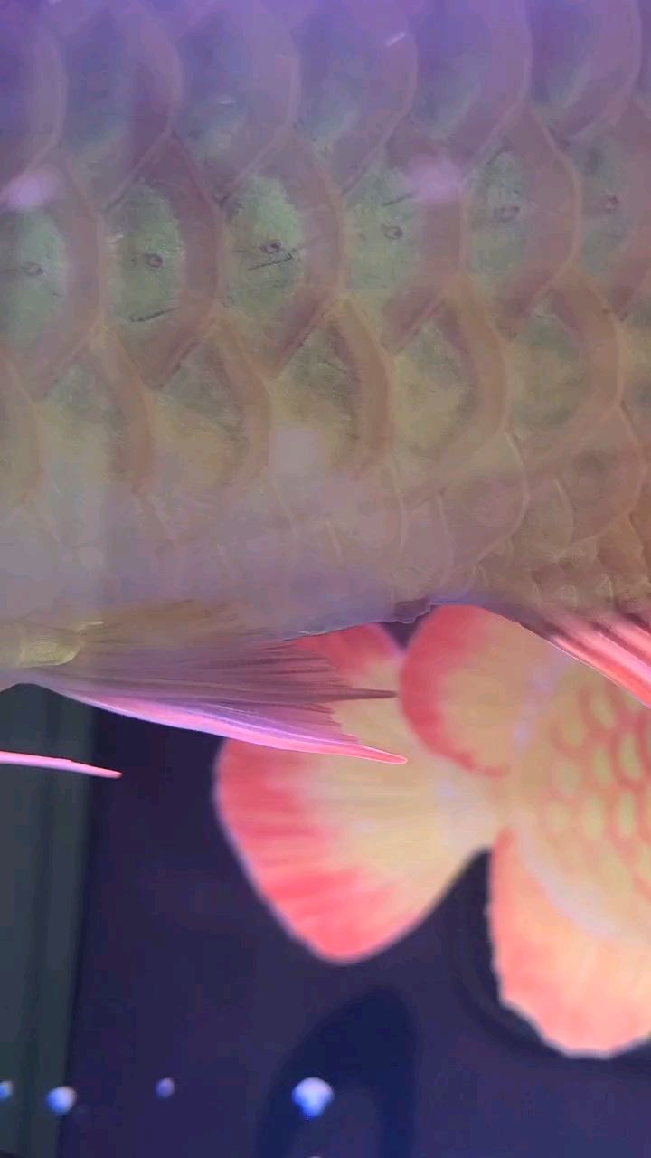 這龍魚是不是長痔瘡了