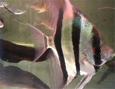 龍魚泥鰍段最忌三種東西，養魚新手必知的致命誤區 龍魚泥鰍段最忌三種東西，養魚新手必知的致命誤區 龍魚百科 第3張