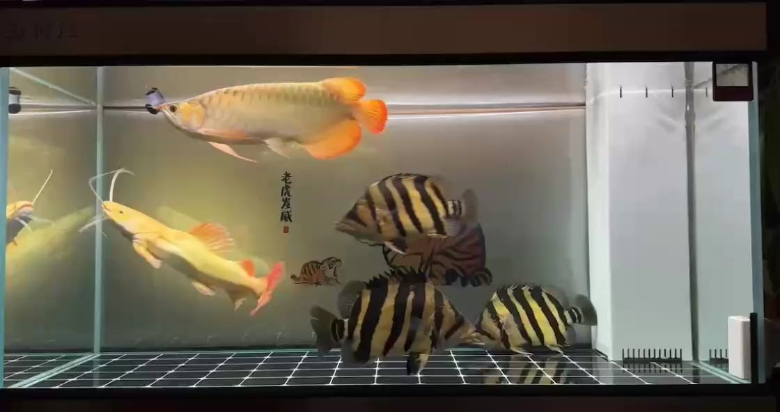 龍11個月，招財貓8個月