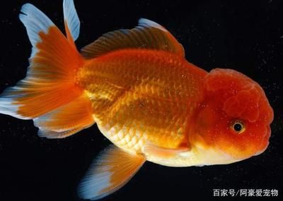 龍魚鱗片潰爛的原因及治療方法 龍魚鱗片潰爛的原因及治療方法 龍魚百科 第2張
