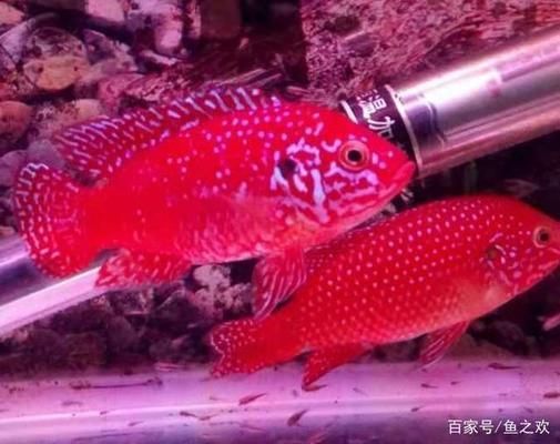 龍魚兩條會(huì)打架嗎？深度解析混養(yǎng)沖突與和諧共處之道