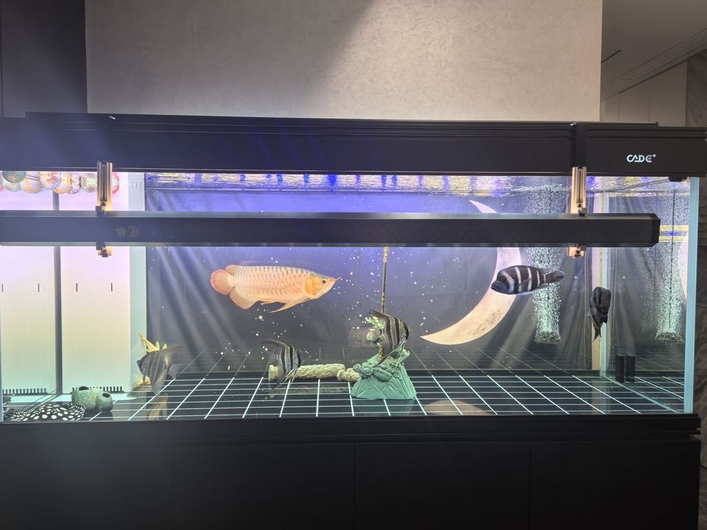 我知道，你離上色不遠了 我知道，你離上色不遠了 龍魚論壇 第1張