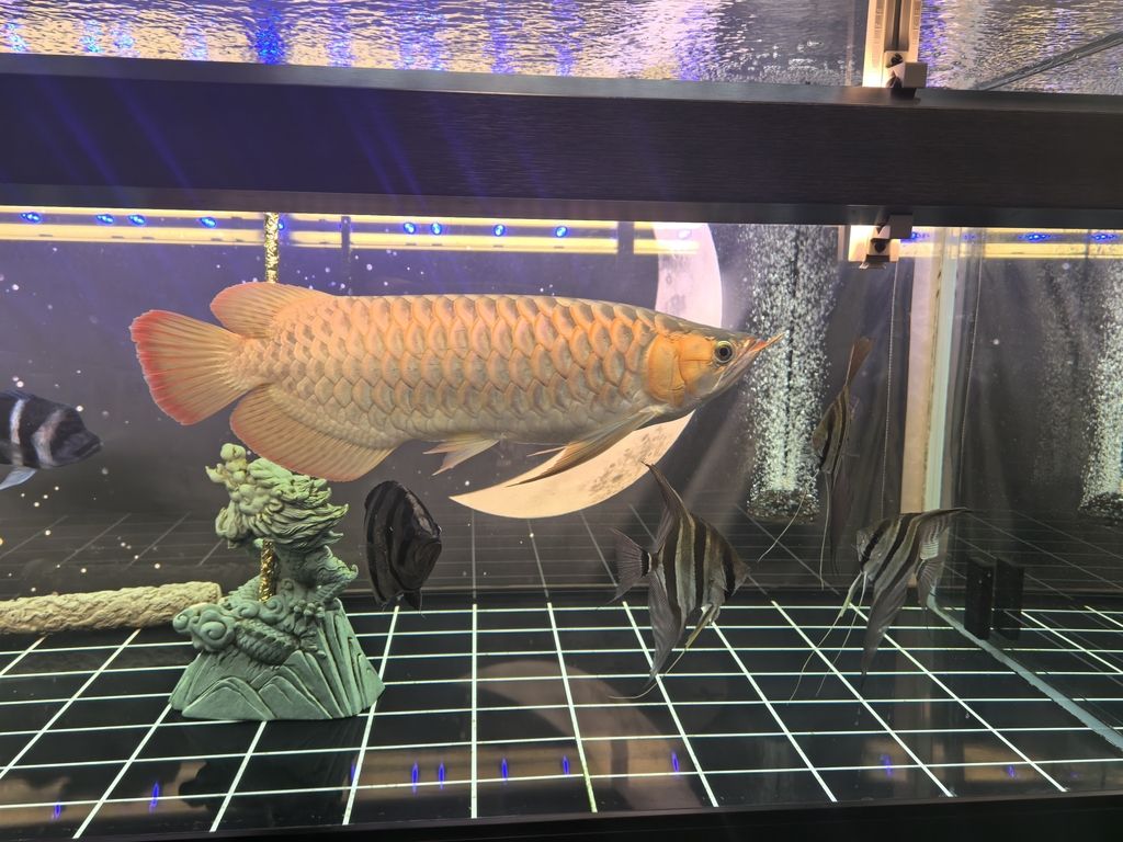 我知道，你離上色不遠了 我知道，你離上色不遠了 龍魚論壇 第3張
