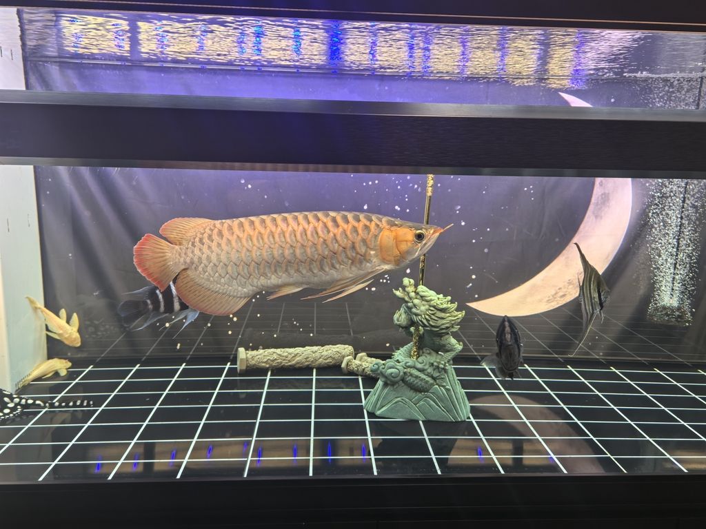 我知道，你離上色不遠了 我知道，你離上色不遠了 龍魚論壇 第4張