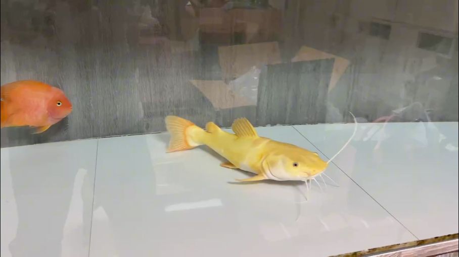 龍魚干蝦有營養嗎 恰巧的機遇 緣分來了 龍魚論壇 恰巧的機遇 緣分來了 恰巧的機遇 緣分來了 龍魚論壇