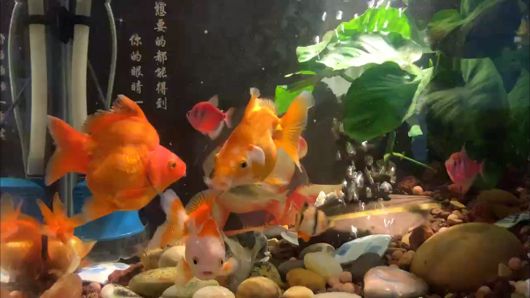 好久沒發貼了 好久沒發貼了 龍魚論壇