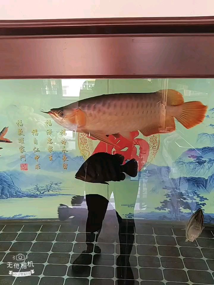 紅龍魚用黃燈烤有用嗎 不想用側燈 龍魚論壇 不想用側燈 不想用側燈 龍魚論壇