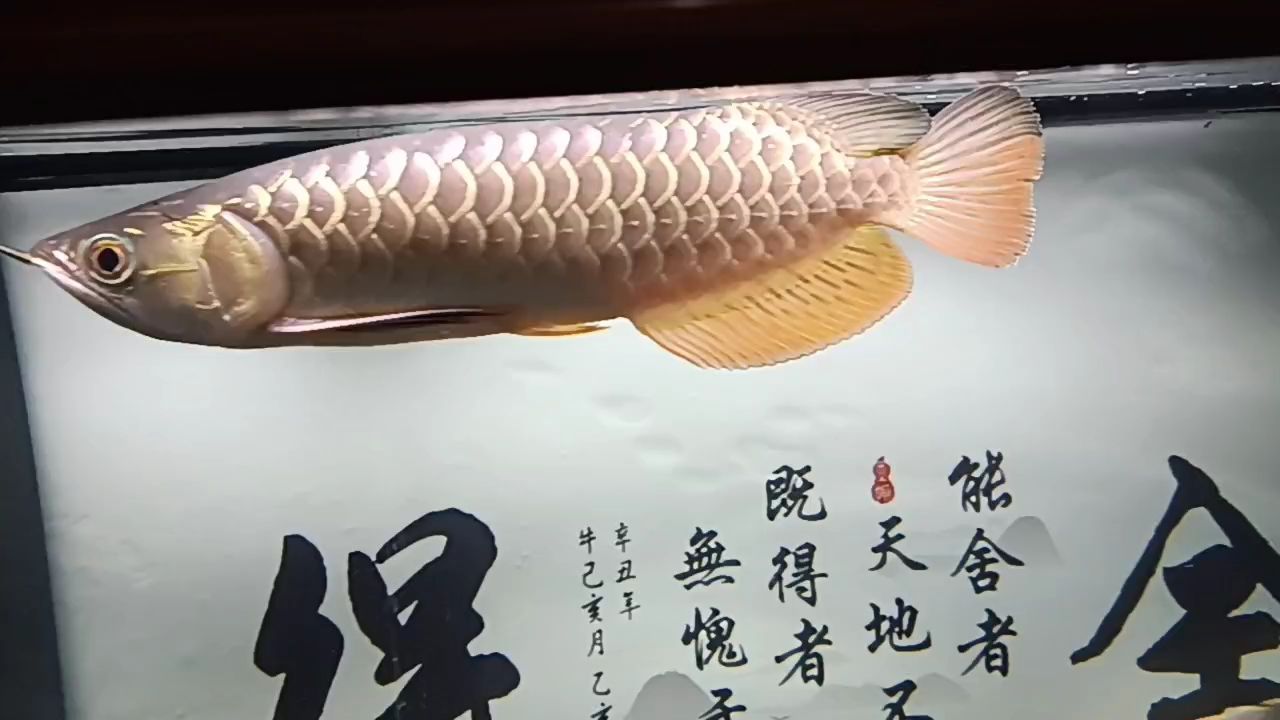 小金到家第65天 小金到家第65天 龍魚論壇
