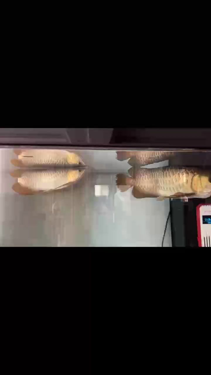 鸚鵡魚和銀龍魚混養(yǎng)怎樣喂食 自然光打卡 龍魚論壇 自然光打卡 自然光打卡 龍魚論壇