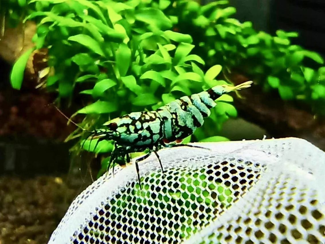 廣交會～一起互相交流學習呀 廣交會～一起互相交流學習呀 龍魚論壇 第1張