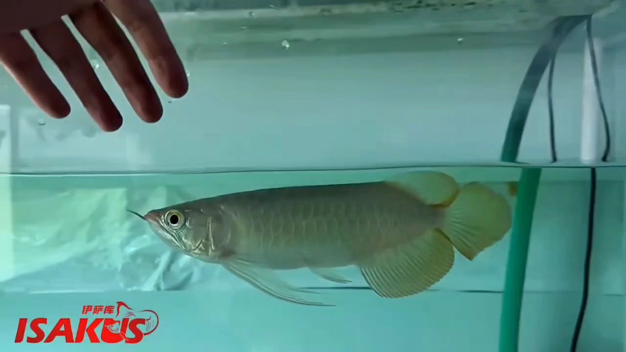 早晨，推薦一條好紅龍 早晨，推薦一條好紅龍 龍魚(yú)論壇