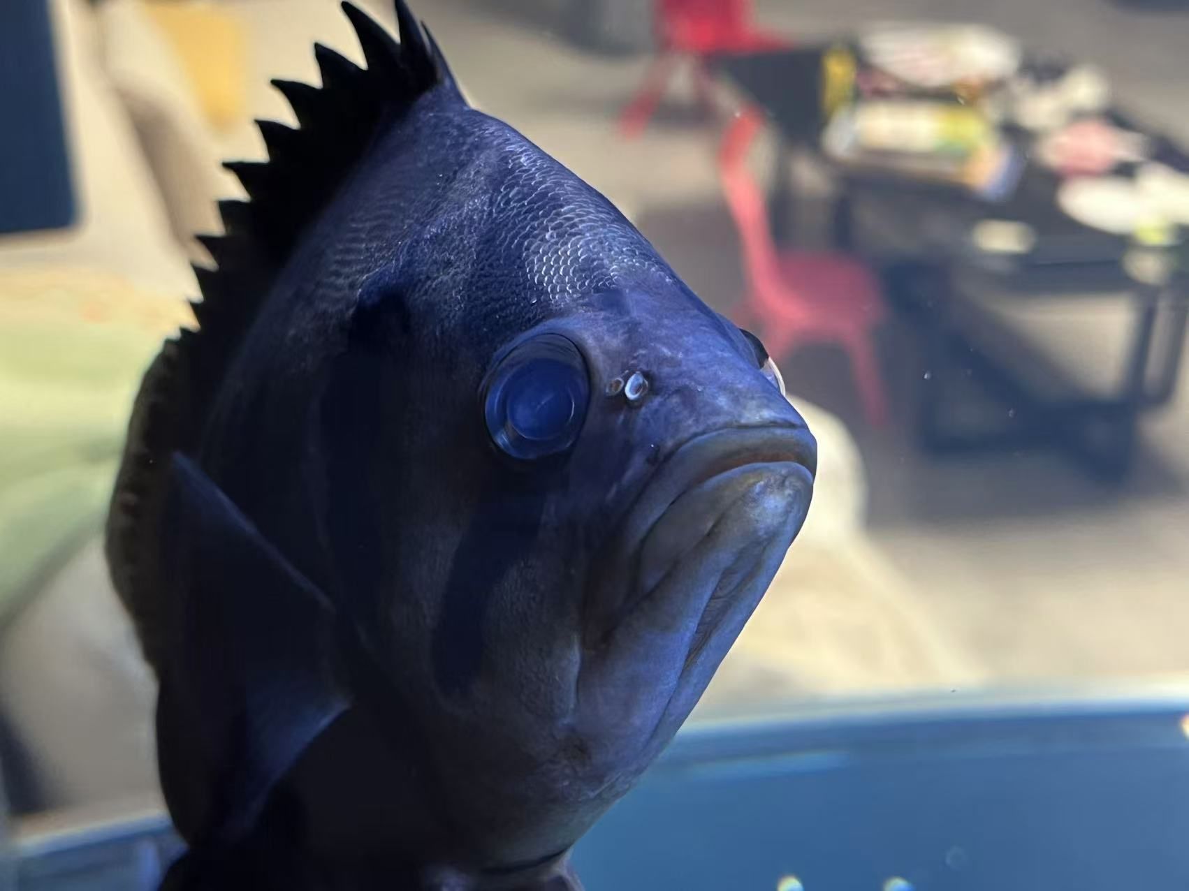 求助！虎魚求助！大神指教！