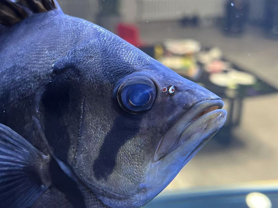 求助！虎魚求助！大神指教！