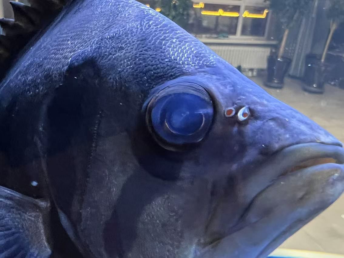 求助！虎魚求助！大神指教！