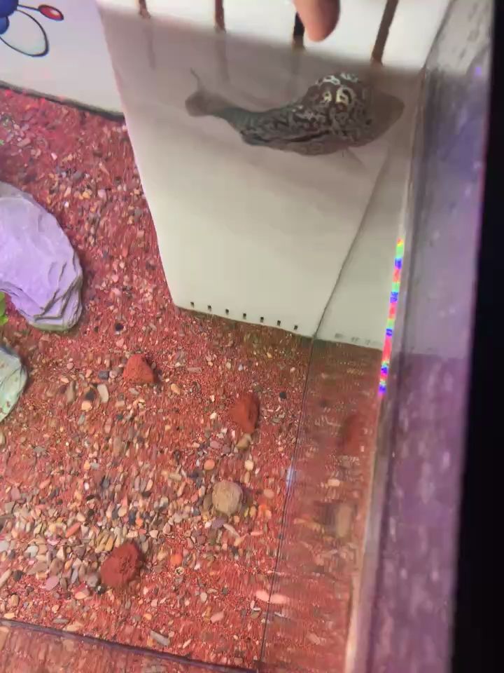 魚缸用增氧泵價格是多少:魚缸增氧機-xtrac增氧機-xtrac增氧機 入缸第二天就開擼 不讓摸腦袋 從小訓練 龍魚論壇 入缸第二天就開擼 不讓摸腦袋 從小訓練 入缸第二天就開擼 不讓摸腦袋 從小訓練 龍魚論壇