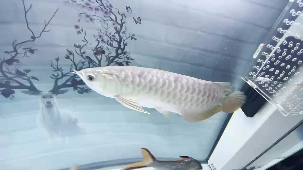 大家能不能幫我看看這是個啥玩意嗎？
