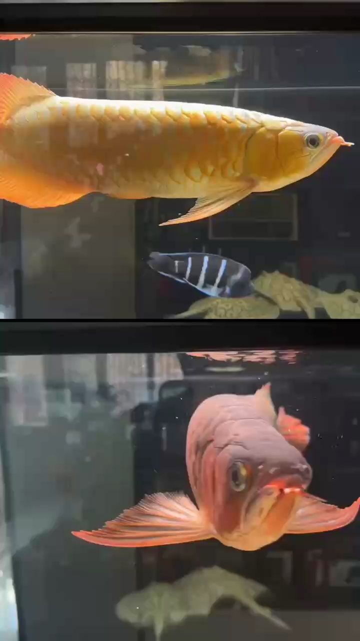 不看不知道一看嚇一跳 不看不知道一看嚇一跳 龍魚論壇