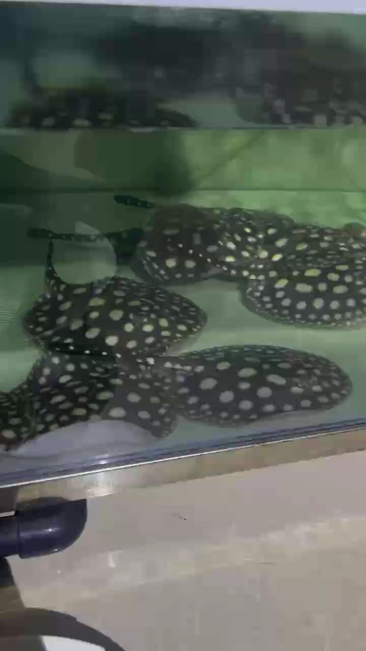 完事 完事 龍魚論壇