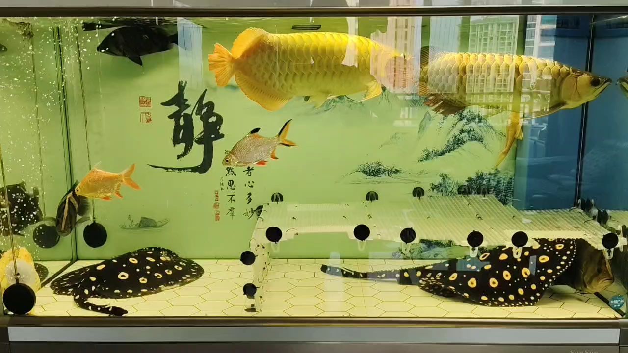 家暴 家暴 龍魚論壇 第1張