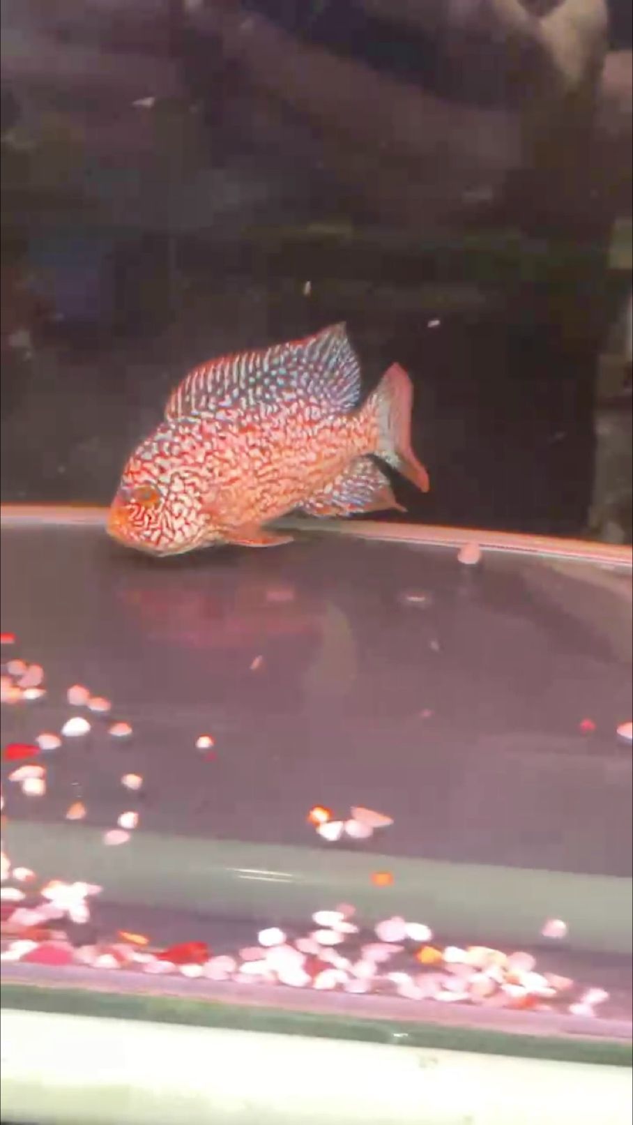 記錄紅德薩羅漢魚成長之路持續更新 記錄紅德薩羅漢魚成長之路持續更新 龍魚論壇