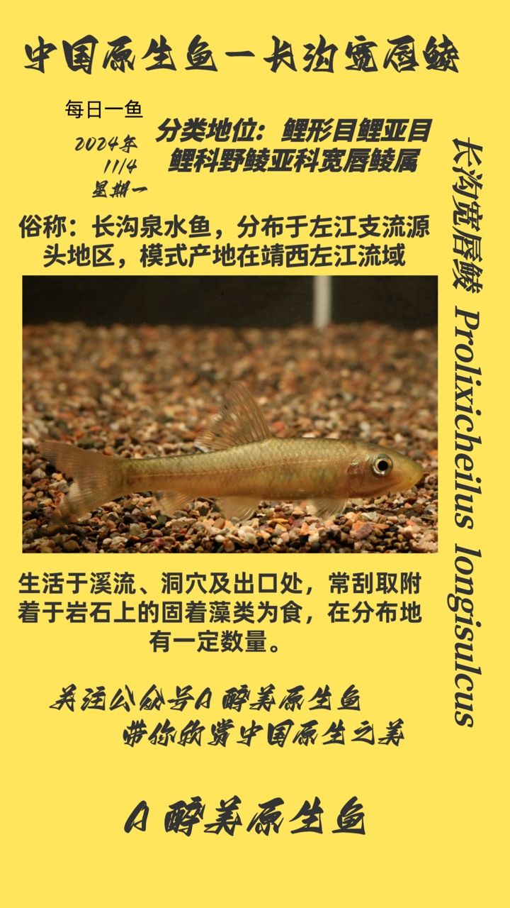 龍魚干蝦有營養嗎 長溝寬唇鯪 龍魚論壇 長溝寬唇鯪 長溝寬唇鯪 龍魚論壇