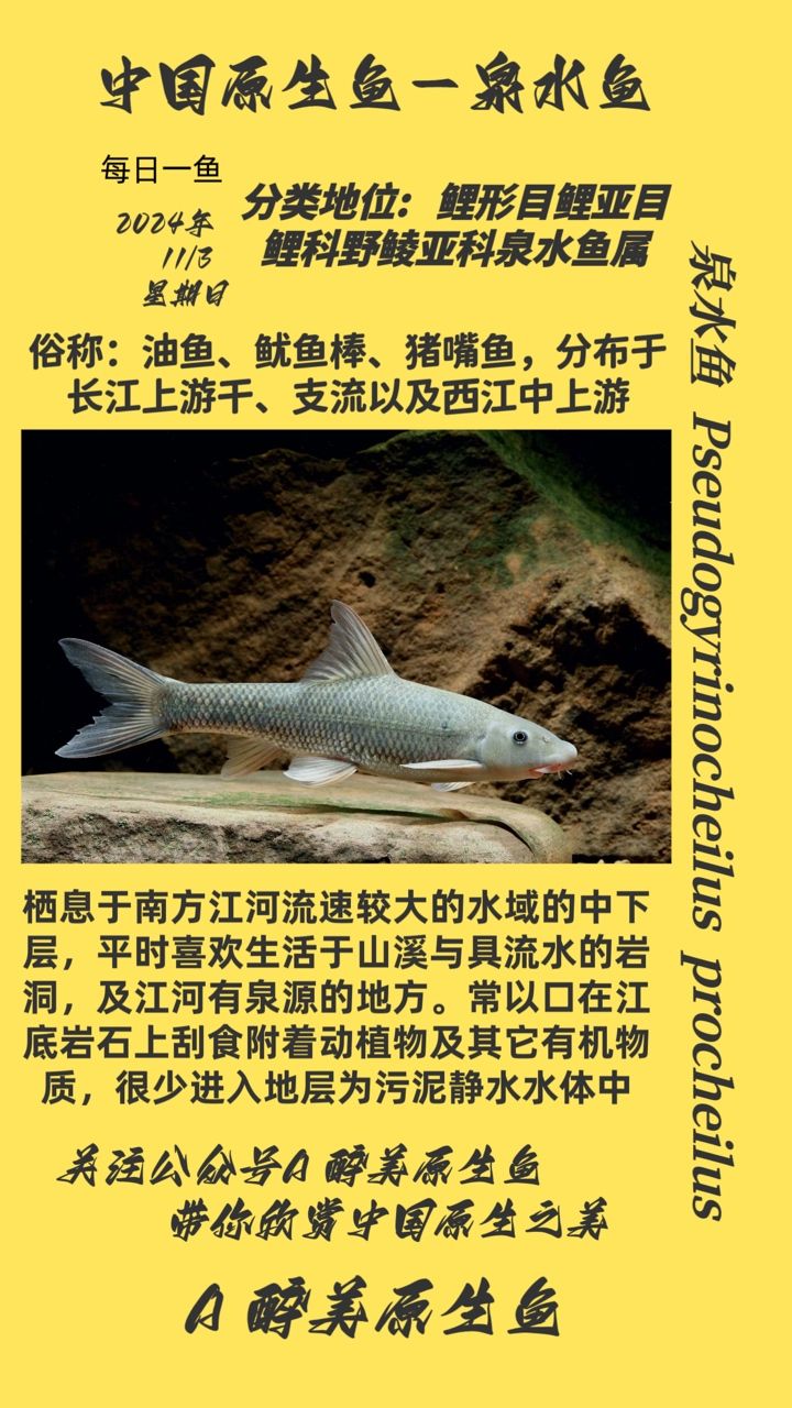 泉水魚 泉水魚 龍魚論壇