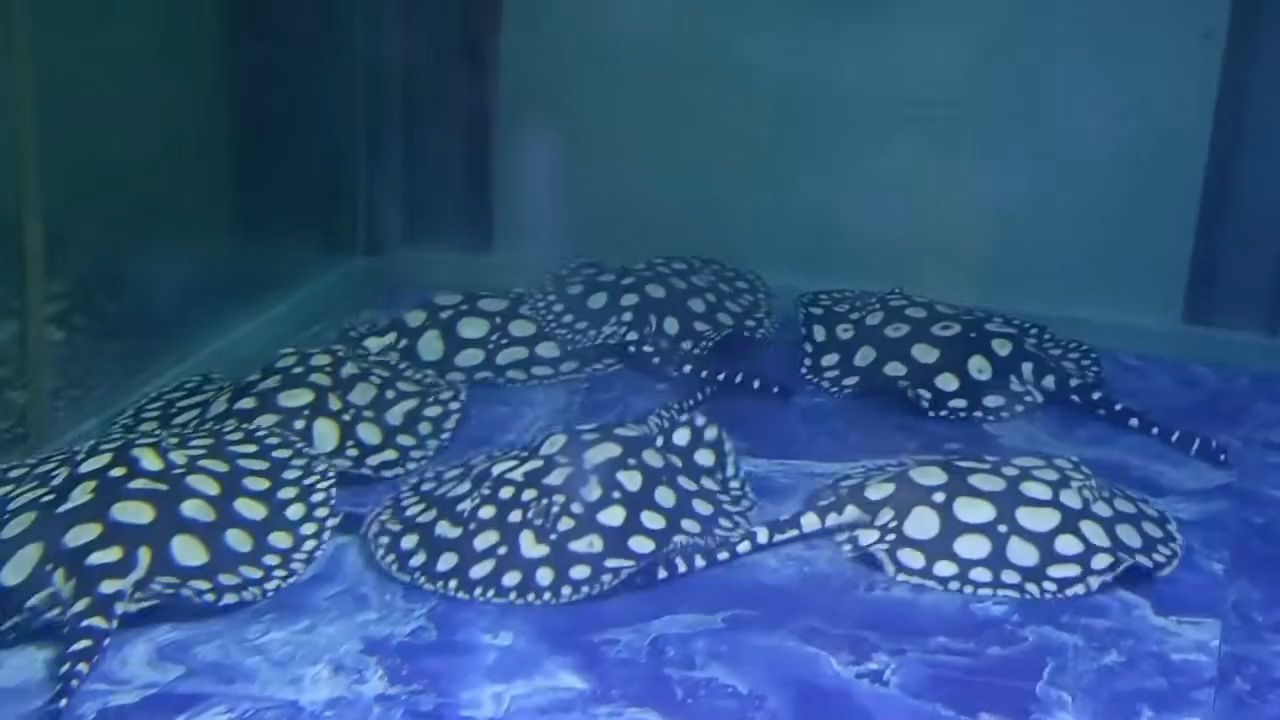早安簽到 早安簽到 龍魚論壇 第1張