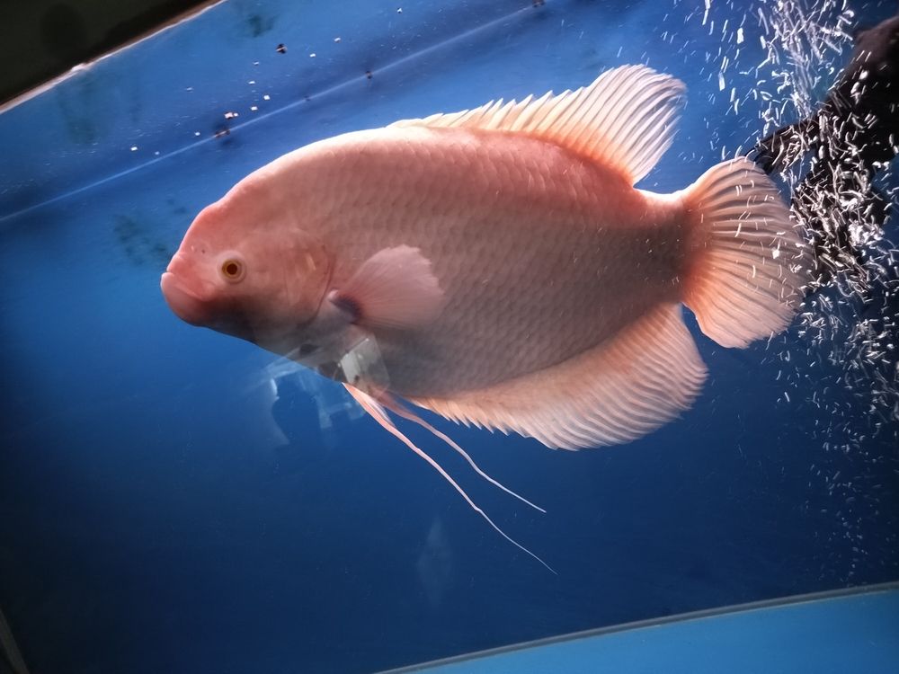 龐然大物大招財