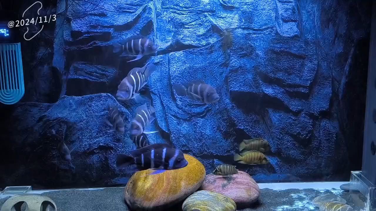 龍魚張嘴空咬可能是缺氧引起的,龍魚張嘴空咬可能是缺氧的表現(xiàn),龍魚張嘴空咬會(huì)自行緩解嗎 龍魚百科 第1張 龍魚張嘴空咬可能是缺氧引起的,龍魚張嘴空咬可能是缺氧的表現(xiàn),龍魚張嘴空咬會(huì)自行緩解嗎 龍魚張嘴空咬可能是缺氧引起的,龍魚張嘴空咬可能是缺氧的表現(xiàn),龍魚張嘴空咬會(huì)自行緩解嗎 龍魚百科 第1張
