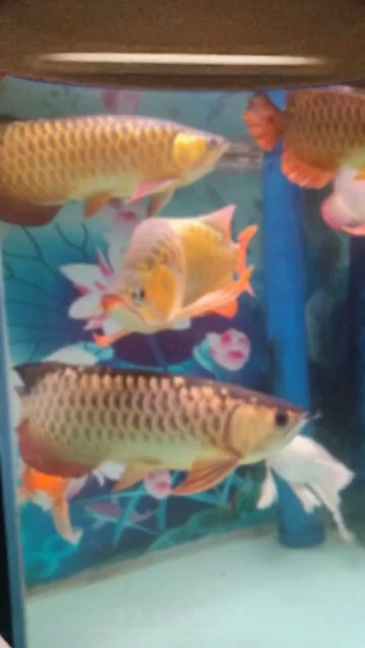 為什么養呢。和鯉魚一樣的大白條，咋就這樣丑啊。審美疲勞了？算算入缸十個月了。從25公分走 我6/起。長的不緊不慢也紅不了多少。 為什么養呢。和鯉魚一樣的大白條，咋就這樣丑啊。審美疲勞了？算算入缸十個月了。從25公分走 我6/起。長的不緊不慢也紅不了多少。 龍魚論壇