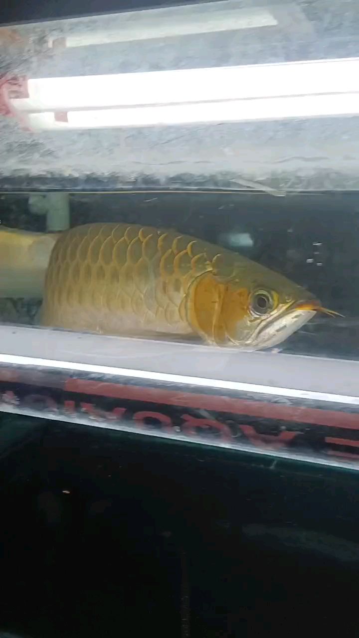 魚缸用增氧泵價格是多少:魚缸增氧機-xtrac增氧機-xtrac增氧機 標(biāo)題省略5個子 龍魚論壇 標(biāo)題省略5個子 標(biāo)題省略5個子 龍魚論壇