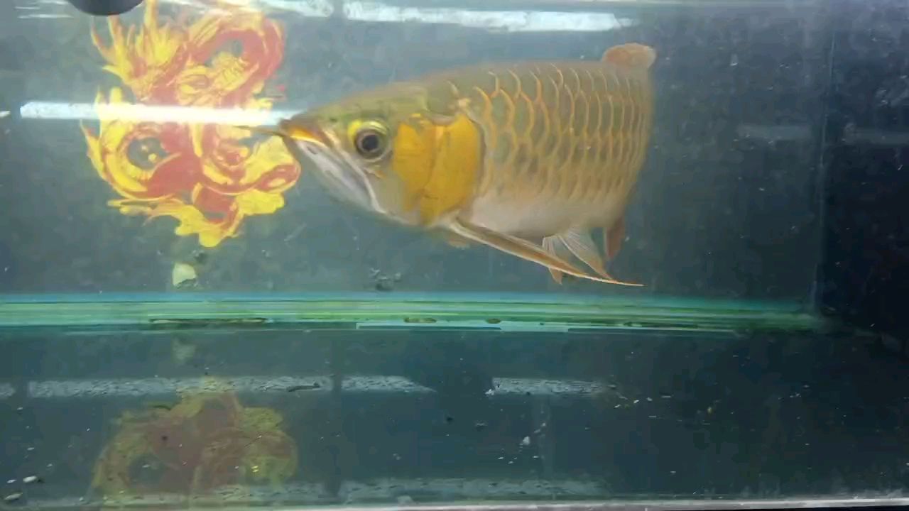 有大神會看這魚是公的還是母的嗎？ 有大神會看這魚是公的還是母的嗎？ 龍魚論壇 第1張