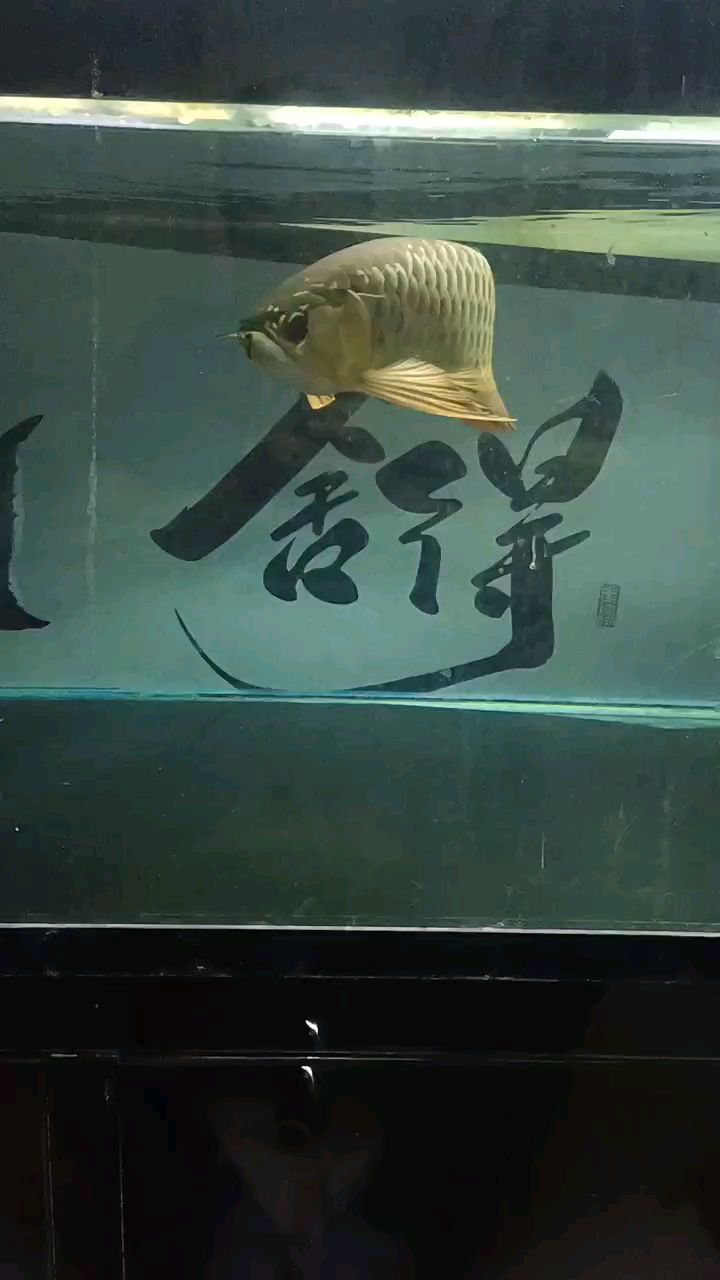 魚缸用增氧泵價(jià)格是多少:魚缸增氧機(jī)-xtrac增氧機(jī)-xtrac增氧機(jī) 一年半的魚好像很久都沒生長一樣 龍魚論壇 一年半的魚好像很久都沒生長一樣 一年半的魚好像很久都沒生長一樣 龍魚論壇