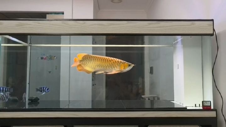 入缸兩年零六個月！！！
