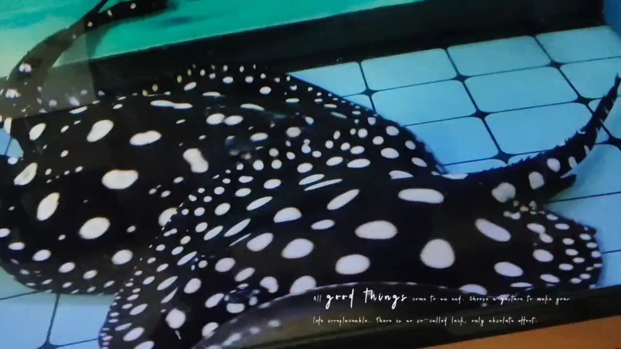 皇冠魟魚上線