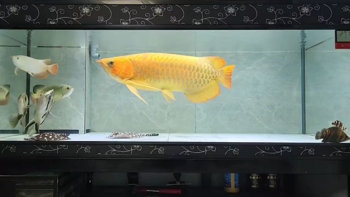 打卡記錄過程 龍魚論壇 第1張 打卡記錄過程 打卡記錄過程 龍魚論壇 第1張