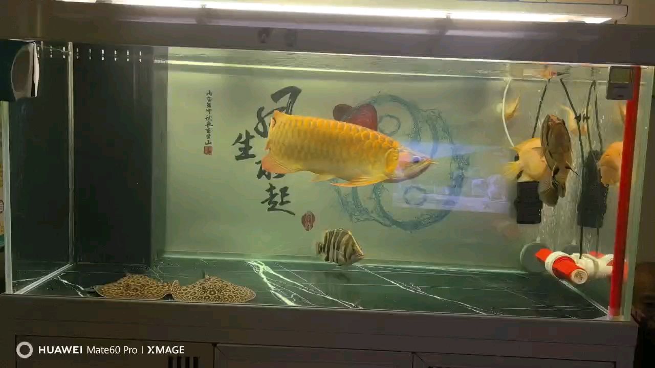 差兩天入缸一年半了，狀態一直挺好，能吃能打，不兜不掉，記錄一下。