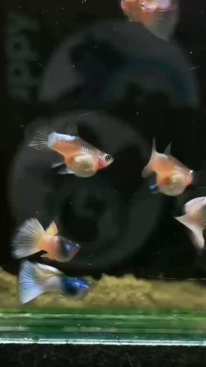 波斯貓球體孔雀魚 波斯貓球體孔雀魚 龍魚論壇