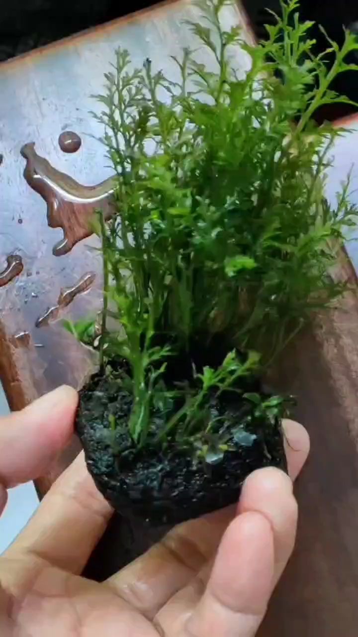 鐵線蕨形態