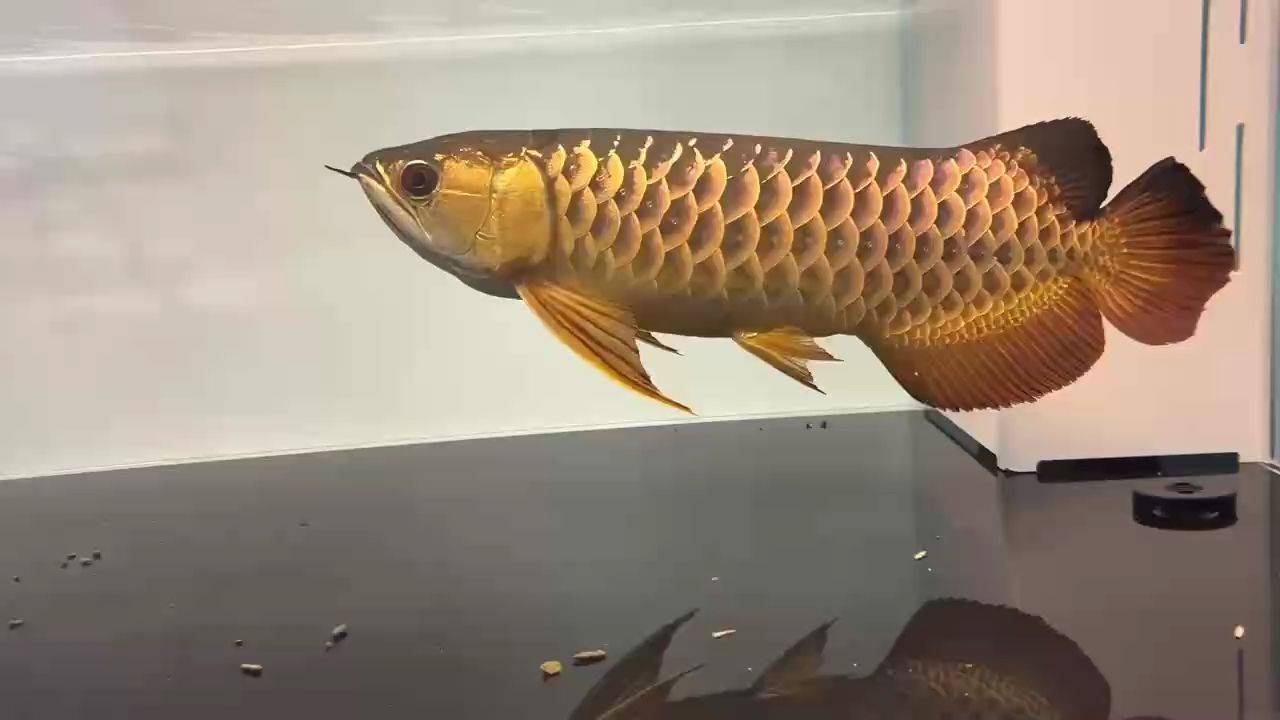 龍魚干蝦有營養嗎 大家覺得這金龍怎么樣? 龍魚論壇 大家覺得這金龍怎么樣? 大家覺得這金龍怎么樣? 龍魚論壇