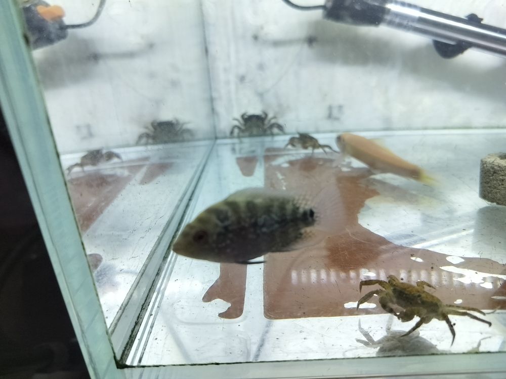 大家?guī)臀铱纯从星巴静? title=